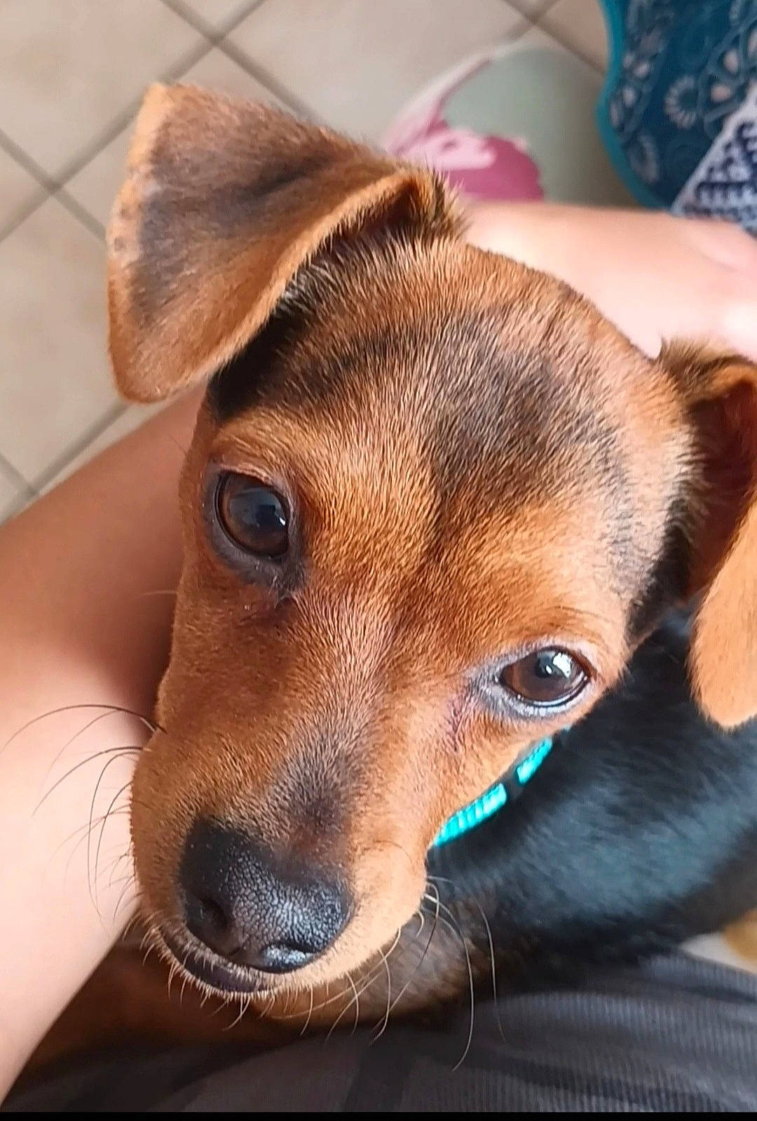 Upton participe au concours pour gagner de l'argent avec cette photo : canidae, carnivore, collar, comfort, companion_dog, dog, dog_breed, dog_supply, ear, fawn, fur, guard_dog, liver, pinscher, puppy, snout, sporting_group, toy_dog, whiskers, working_animal