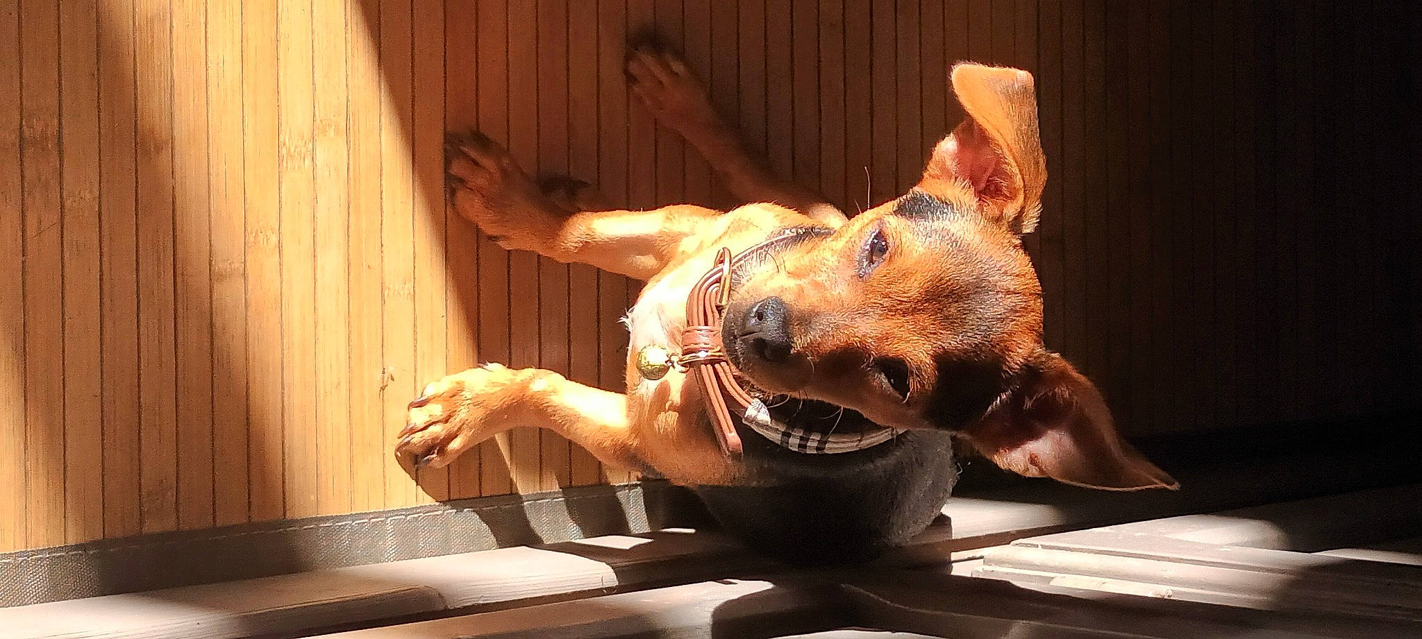 Upton participe au concours pour gagner de l'argent avec cette photo : canidae, carnivore, companion_dog, dog, dog_breed, fawn, felidae, fun, fur, gesture, guard_dog, paw, performance_art, snout, sporting_group, still_life_photography, table, whiskers, window, wood