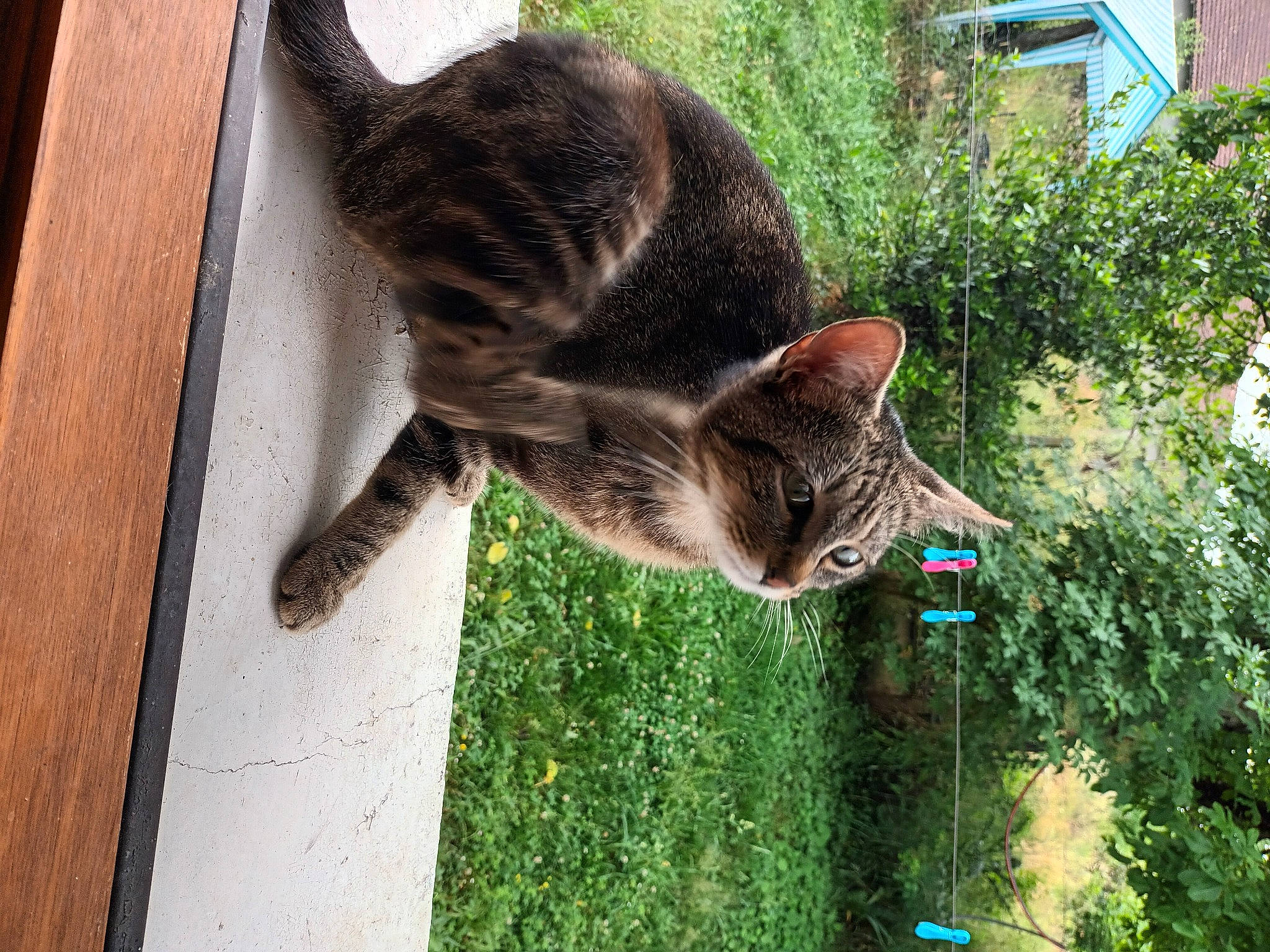 Saturne participe au concours pour gagner de l'argent avec cette photo : carnivore, cat, domestic_short_haired_cat, fawn, felidae, fur, grass, groundcover, herb, plant, shrub, small_to_medium_sized_cats, snout, tail, terrestrial_animal, tree, whiskers, wildlife, window, wood