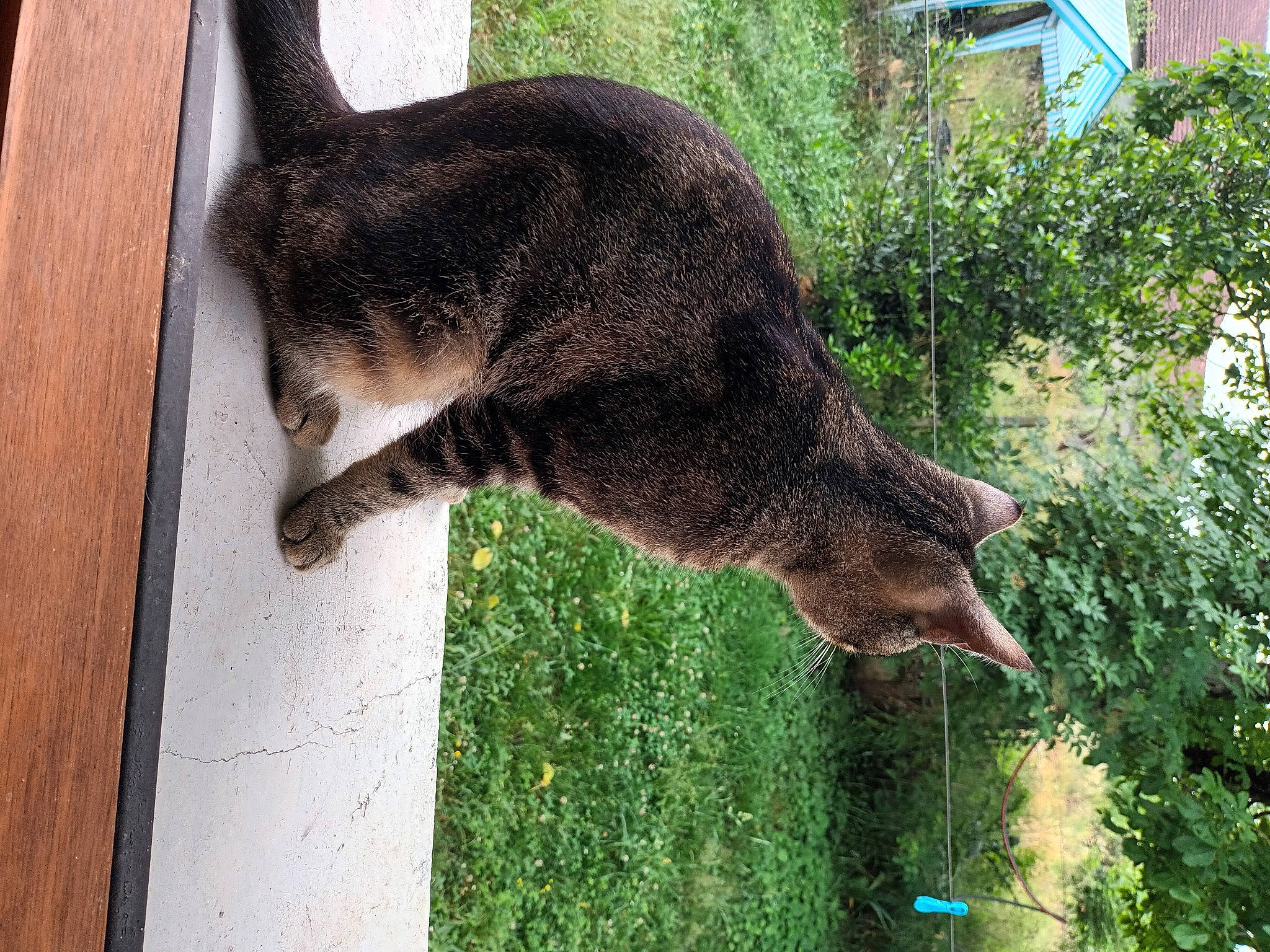 Saturne a rejoint le concours — aidez-le/la à gagner de superbes lots ! carnivore, cat, domestic_short_haired_cat, felidae, fur, grass, groundcover, lynx, marsupial, plant, small_to_medium_sized_cats, snout, tail, terrestrial_animal, tree, whiskers, wildlife