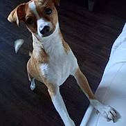 Jax joined the competition — help win amazing prizes! dog, pet, brown_and_white, curious, indoor, couch, floor, wood_floor, leaning, looking_up, ears, tail, animal, domestic_animal, canine, front_paws, white_couch, living_room, furniture, home