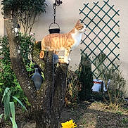 Tigrou a rejoint le concours — aidez-le/la à gagner de superbes lots ! cat, tree_stump, garden, plants, flower, yellow_flower, greenery, outdoor, animal, pet, feline, lattice, wall, sunlight, nature, curious, perched, orange_cat, white_cat, daytime