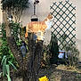 cat, tree_stump, garden, plants, flower, yellow_flower, greenery, outdoor, animal, pet, feline, lattice, wall, sunlight, nature, curious, perched, orange_cat, white_cat, daytime