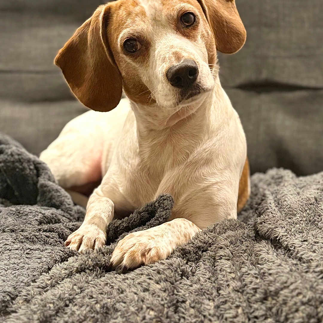 Daisy joined the competition — help win amazing prizes! animal, blanket, canine, comfort, couch, cozy, cute, dog, ears, face, friendly, fur, gray, home, indoor, laying, paws, pet, portrait, relaxed