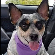 Ellie Mae is registered to the contest to win money with this photo: animal, bandana, black_and_white_fur, canine, car_interior, close_up, collar, dog, ears, front_seat, happy, indoor, pet, purple, seat, seat_belt, spotted_fur, tongue_out, vehicle, window
