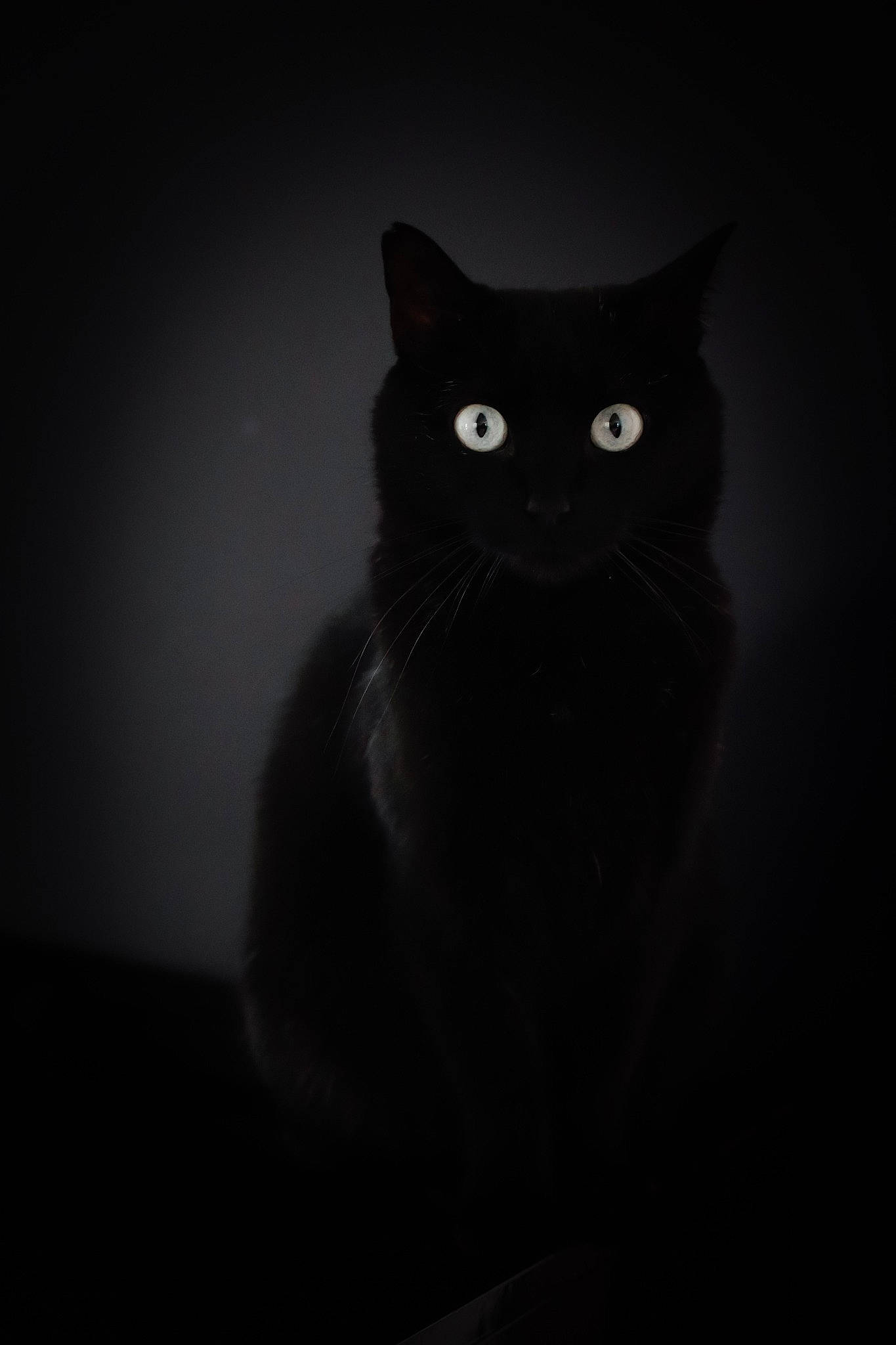 Selina Kyle participe au concours pour gagner de l'argent avec cette photo : asian, black, black_and_white, black_cat, bombay, carnivore, cat, darkness, domestic_short_haired_cat, eye, felidae, monochrome, sky, small_to_medium_sized_cats, snout, tail, whiskers