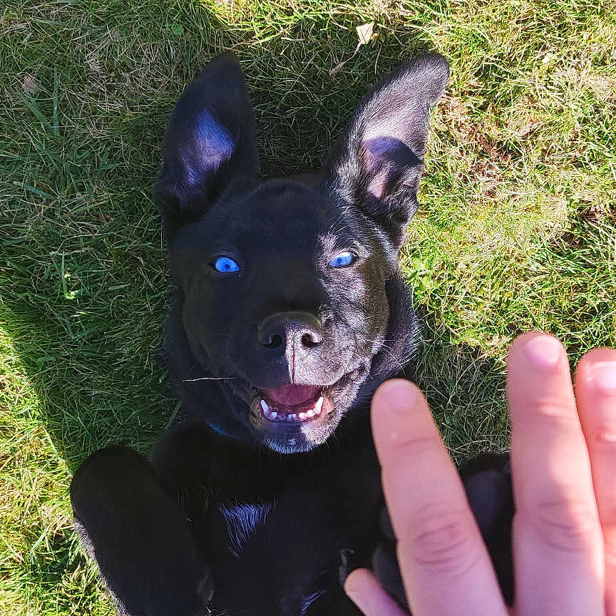 Vénom participe au concours pour gagner de l'argent avec cette photo : animal, baby, ball, bodypart, bulldog, canine, chihuahua, dog, finger, frenchbulldog, grass, hand, lawn, person, pet, plant, puppy, sport, tennis, tennisball