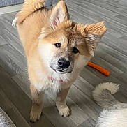 Sugarplum joined the competition — help win amazing prizes! puppy, dog, indoor, flooring, curious, fluffy, pet, toy, orange, tail, ears, wood_floor, domestic, animal, companion, cute, young, fur, collar, playful
