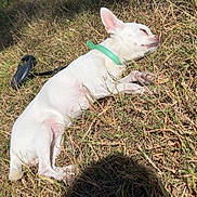 Charlie a rejoint le concours — aidez-le/la à gagner de superbes lots ! dog, white_dog, lying_down, sleeping, grass, outdoor, sunlight, collar, pet, small_dog, nature, relaxed, animal, daylight, canine, quiet, peaceful, sunny, resting, summer