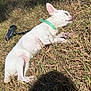 dog, white_dog, lying_down, sleeping, grass, outdoor, sunlight, collar, pet, small_dog, nature, relaxed, animal, daylight, canine, quiet, peaceful, sunny, resting, summer