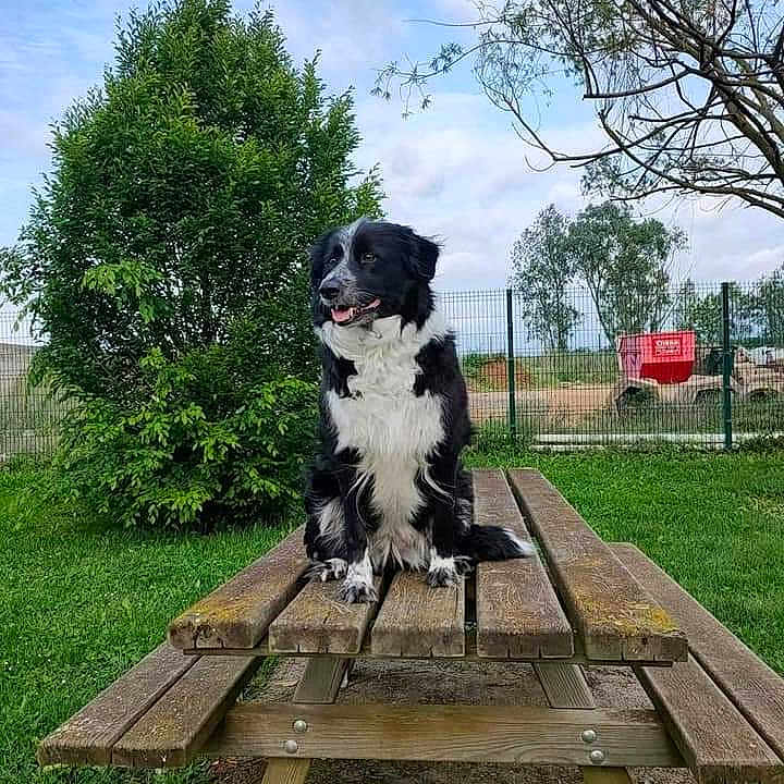 Naya participe au concours pour gagner de l'argent avec cette photo : animal, architecture, bench, building, canine, dog, furniture, grass, hardwood, nature, outdoors, park, person, pet, plant, puppy, shelter, sitting, stainedwood, wood
