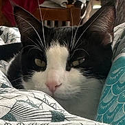 Bigoudi a rejoint le concours — aidez-le/la à gagner de superbes lots ! animal, bed, bedding, black_and_white, cat, close_up, cozy, cute, domestic, ears, face, feline, fur, indoor, pattern, pet, pink_nose, resting, sleepy, whiskers