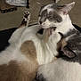 animal, bite, carpet, cat, cats, closeup, cozy, cute, domestic, ears, friendship, fur, indoor, paw, pet, playing, resting, sleepy, two_animals, whiskers