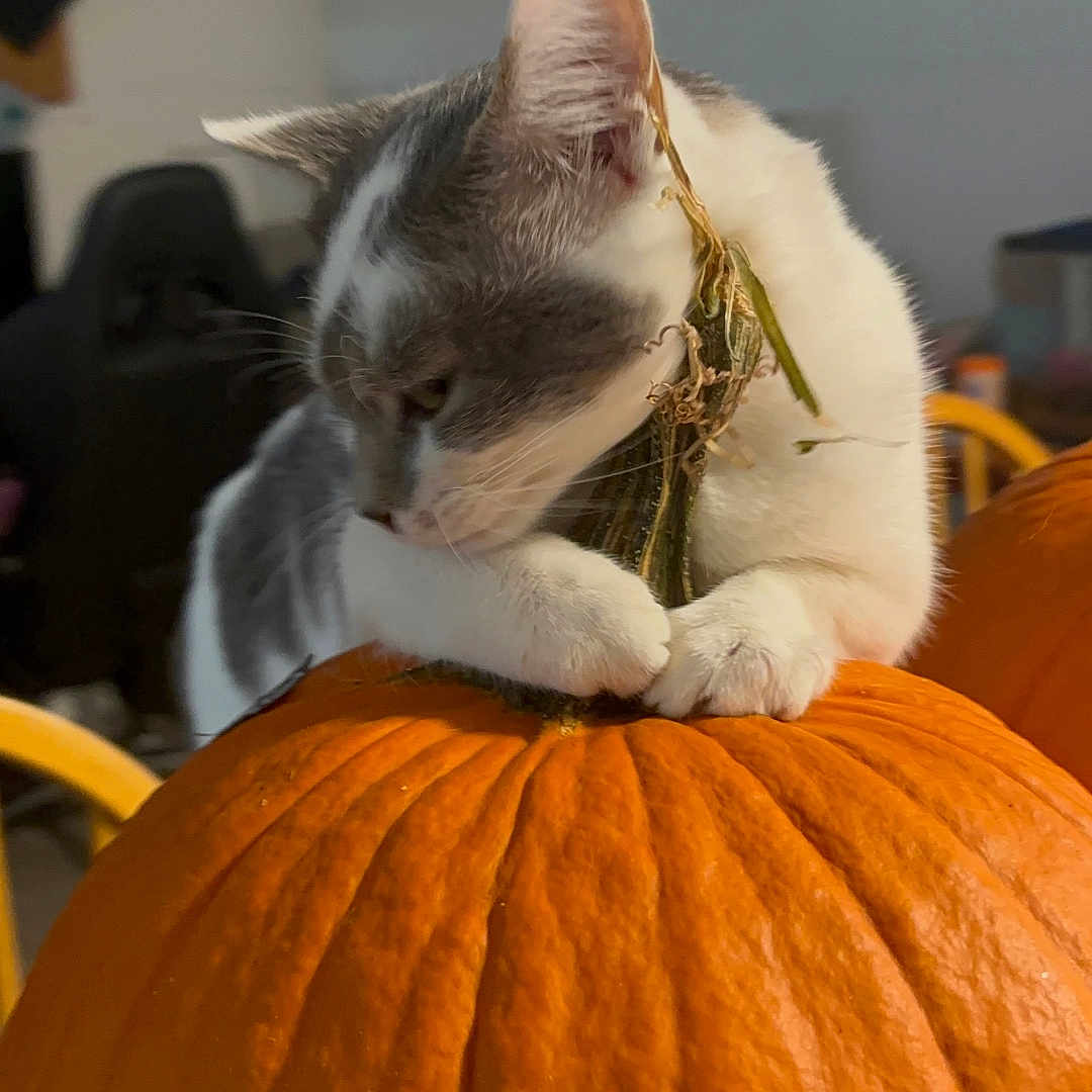 Nosey-Feratu Salazar