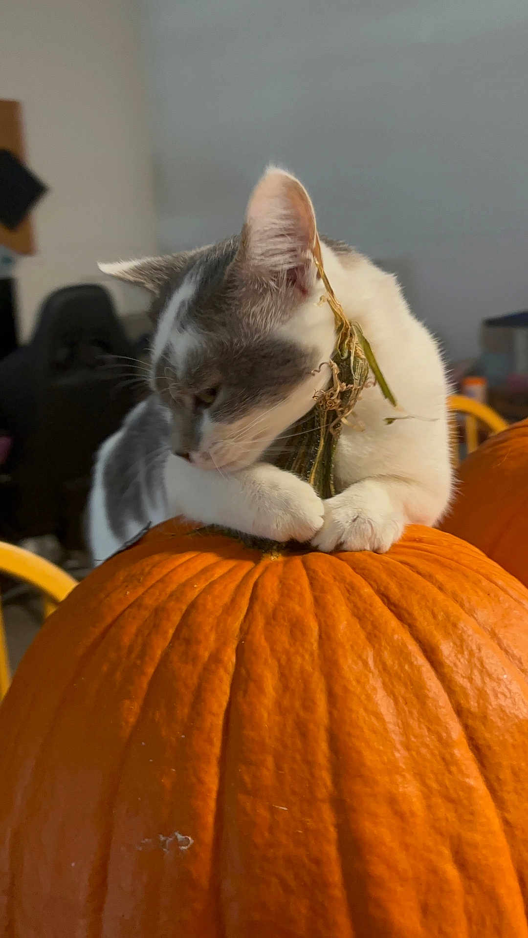 Nosey-Feratu Salazar