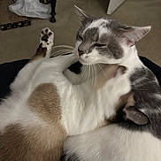 Nosey-Feratu Salazar is registered to the contest to win money with this photo: animal, brown, carpet, cat, cats, closeup, cuddle, cute, feline, fur, gray, home, indoor, nuzzle, paw, pet, relax, sleepy, whiskers, white