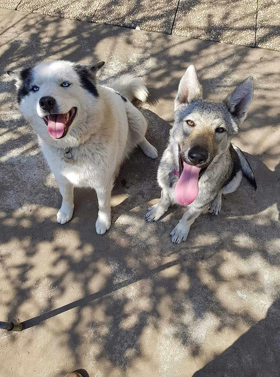 Mais Amour De Chien