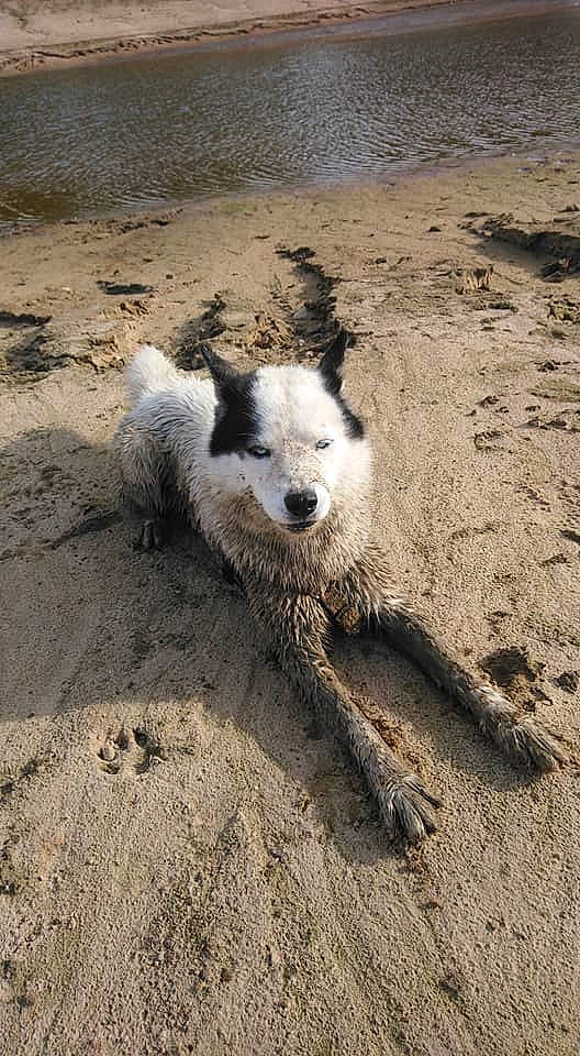 Boreale participe au concours pour gagner de l'argent avec cette photo : canidae, carnivore, dog, dog_breed, mammal