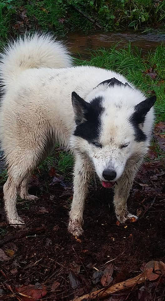 Boreale participe au concours pour gagner de l'argent avec cette photo : canaan_dog, canadian_eskimo_dog, canidae, carnivore, dog, dog_breed, greenland_dog, kishu, korean_jindo_dog, mammal, non_sporting_group, pungsan_dog, rare_breed_dog, samoyed, siberian_husky, vertebrate