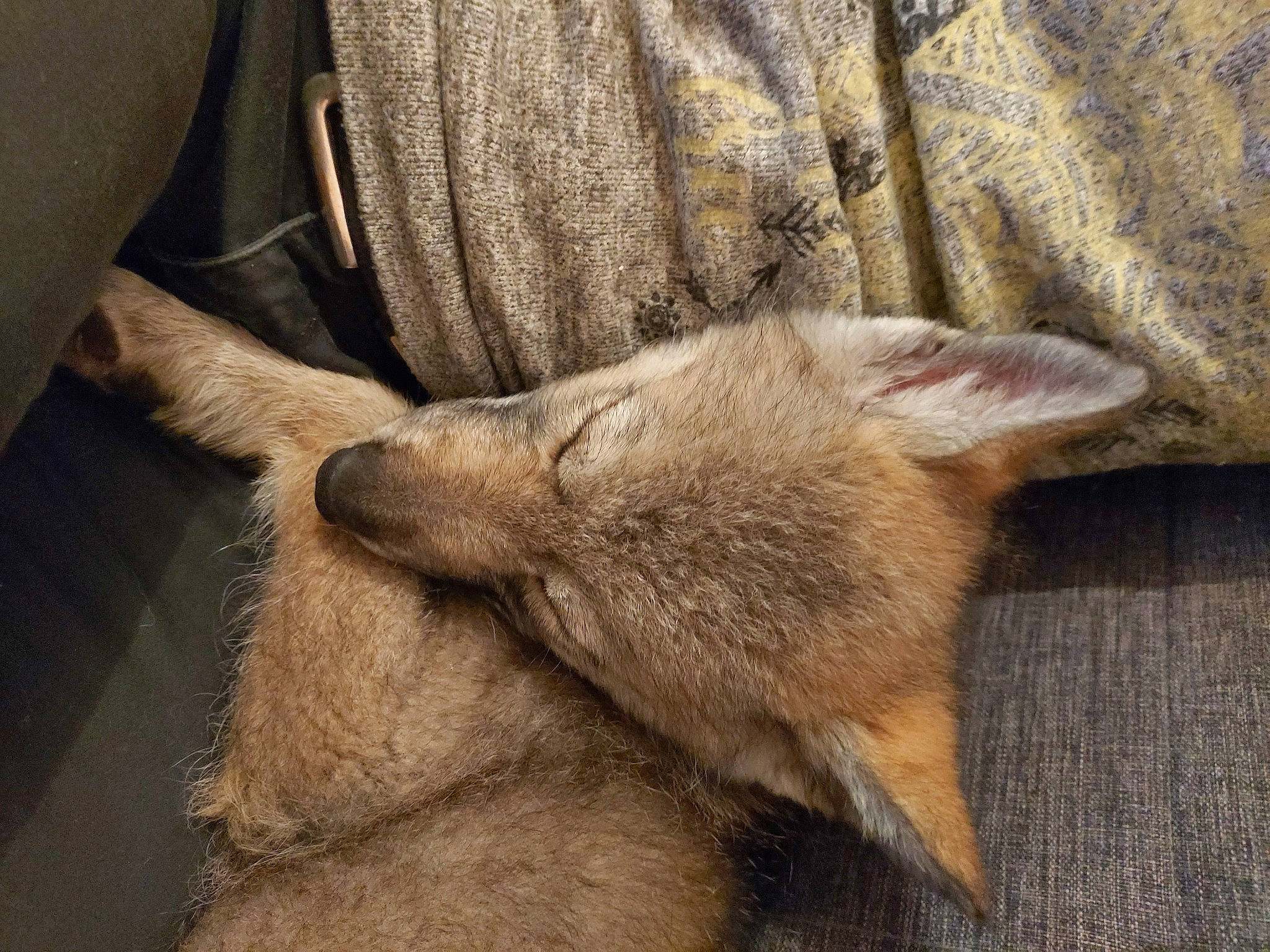 Taiga a rejoint le concours — aidez-le/la à gagner de superbes lots ! canidae, carnivore, dog_breed, fawn, mammal, snout