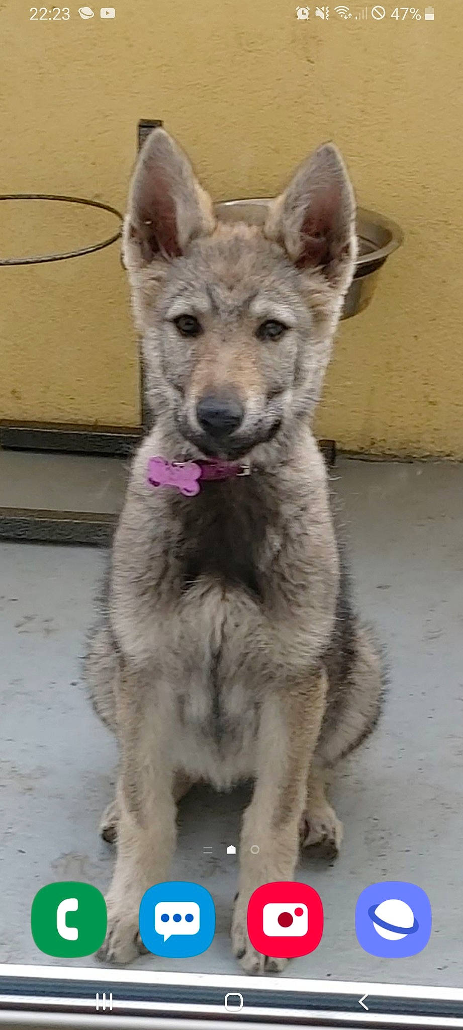 Taiga a rejoint le concours — aidez-le/la à gagner de superbes lots ! canidae, carnivore, czechoslovakian_wolfdog, dog, dog_breed, kunming_wolfdog, laekenois, mammal, native_american_indian_dog, northern_inuit_dog, norwegian_elkhound, rare_breed_dog, saarloos_wolfdog, shiloh_shepherd_dog, snout, sulimov_dog, swedish_vallhund, tamaskan_dog, vertebrate, wolfdog