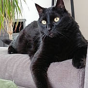Zizou participe au concours pour gagner de l'argent avec cette photo : black_cat, cat, pet, feline, indoor, couch, sofa, paw, relaxed, houseplant, home_decor, statue, fur, whiskers, yellow_eyes, resting, domestic_animal, animal, living_room, cozy
