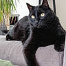 black_cat, cat, pet, feline, indoor, couch, sofa, paw, relaxed, houseplant, home_decor, statue, fur, whiskers, yellow_eyes, resting, domestic_animal, animal, living_room, cozy