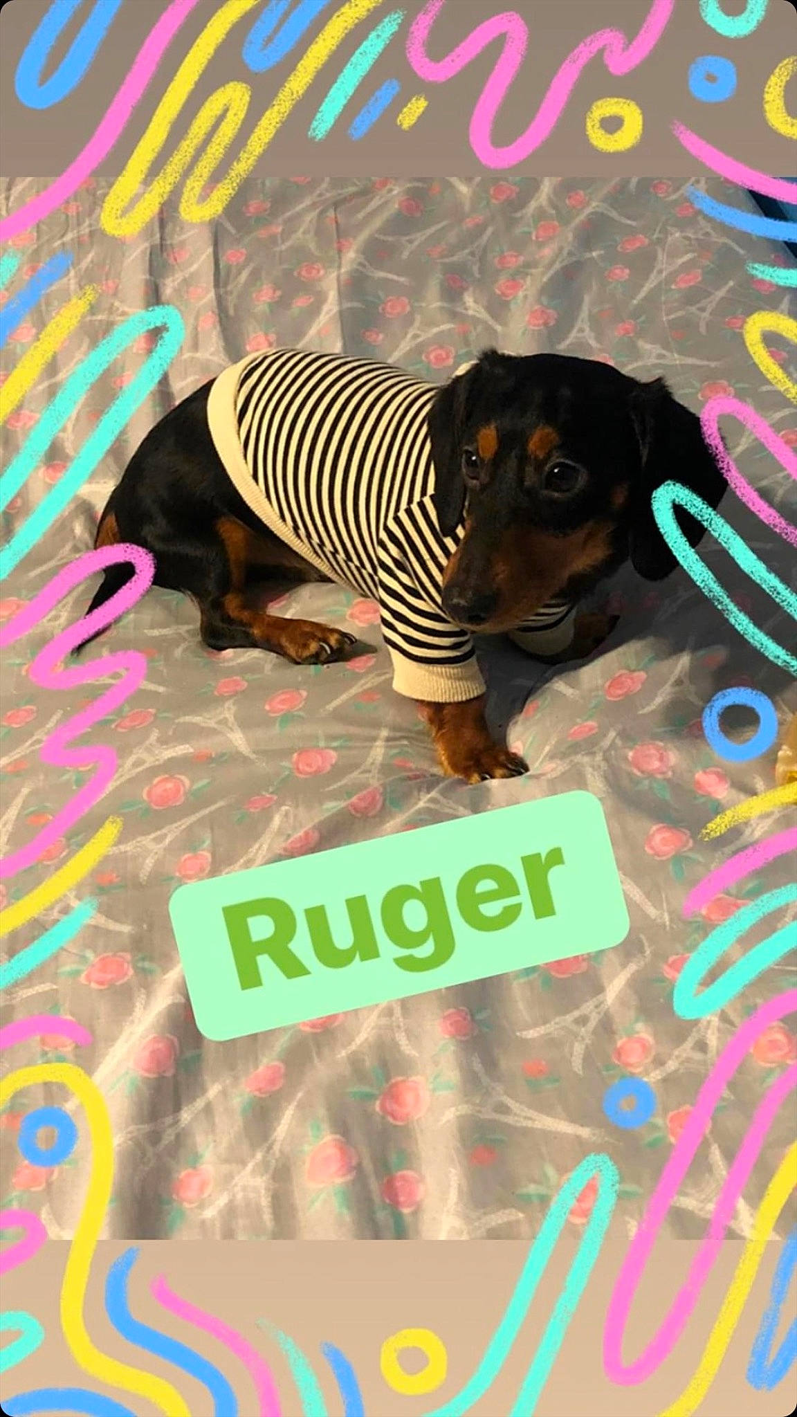 Ruger joined the competition — help win amazing prizes! art, canidae, carnivore, companion_dog, dog, dog_breed, dog_supply, fawn, flooring, font, graphics, guard_dog, magenta, photo_caption, pink, snout, sporting_group, terrestrial_animal, visual_arts, working_animal