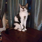 Mo Mo is registered to the contest to win money with this photo: animal, calm, cat, curtains, domestic, ears, feline, furniture, indoor, looking, night, pet, quiet, sitting, tabby, tail, whiskers, white_fur, window, wooden_surface