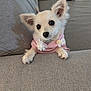 Darcy joined the competition — help win amazing prizes! dog, puppy, small_dog, pink_hoodie, couch, gray_couch, pet, cute, fluffy, ears, animal, indoors, cozy, looking, front_view, domestic_animal, resting, soft_fur, living_room, young_dog