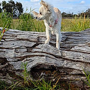 Darcy joined the competition — help win amazing prizes! dog, small_dog, outdoor, grass, log, nature, field, sky, clouds, collar, pet, animal, fur, alert, standing, daytime, greenery, wood, canine, landscape