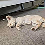 Darcy joined the competition — help win amazing prizes! puppy, dog, sleeping, carpet, indoor, pet, cute, relaxation, fur, animal, small_dog, collar, paw, ears, napping, cozy, home, rest, peaceful, furniture