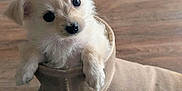 Darcy is registered to the contest to win money with this photo: puppy, dog, slipper, floor, wooden_floor, cute, small_dog, pet, fur, cozy, indoors, animal, domestic_animal, looking_up, curious, soft_texture, snug, companion, tiny, adorable