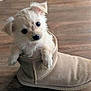 puppy, dog, slipper, floor, wooden_floor, cute, small_dog, pet, fur, cozy, indoors, animal, domestic_animal, looking_up, curious, soft_texture, snug, companion, tiny, adorable