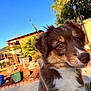 animal, backyard, blue_sky, brown_fur, close_up, cute, dog, fence, flower_pot, fluffy, grass, greenery, outdoor, pet, plants, puppy, rocks, sunlight, white_fur, young