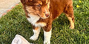 Nemi is registered to the contest to win money with this photo: animal, blanket, brown, cute, decorations, dog, fence, fur, garden, grass, nature, outdoor, pet, playful, puppy, sidewalk, sunlight, white, yard, young
