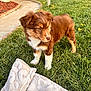 animal, blanket, brown, cute, decorations, dog, fence, fur, garden, grass, nature, outdoor, pet, playful, puppy, sidewalk, sunlight, white, yard, young