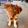 Nemi is registered to the contest to win money with this photo: animal, blurry_background, brown_fur, close_up, concrete_floor, cute, dog, ears, eyes, fur, looking_up, nostrils, outdoor, pet, puppy, shallow_depth_of_field, sitting, sunlight, white_paws, young_dog