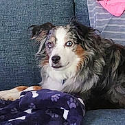 Scarlett joined the competition — help win amazing prizes! dog, pet, australian_shepherd, heterochromia, blue_eye, brown_eye, couch, blanket, paw_prints, fleece_blanket, living_room, furniture, sitting, portrait, fur, ears, muzzle, collar, indoor, cozy