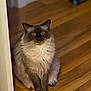 Felix joined the competition — help win amazing prizes! cat, fluffy, indoor, wooden_floor, pet, animal, sitting, doorframe, feline, blue_eyes, domestic_cat, fur, mammal, cute, whiskers, paws, looking, calm, household, brown