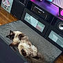 cat, fluffy, relaxed, mat, living_room, television, gaming_controller, speakers, wooden_floor, furniture, electronics, indoor, pet, resting, brown, black, white, curled_tail, cozy, home