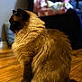 cat, fluffy, brown_fur, indoor, wooden_floor, furniture, couch, blurred_background, pet, domestic_animal, sitting, side_view, cozy, relaxed, living_room, person_in_background, home, animal, feline, long_hair