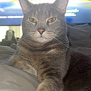 Mr Binx joined the competition — help win amazing prizes! cat, tabby, gray_cat, pet, feline, whiskers, paw, relaxed, indoor, blanket, bed, fur, closeup, portrait, animal, cute, domestic_cat, laying, resting, yellow_eyes