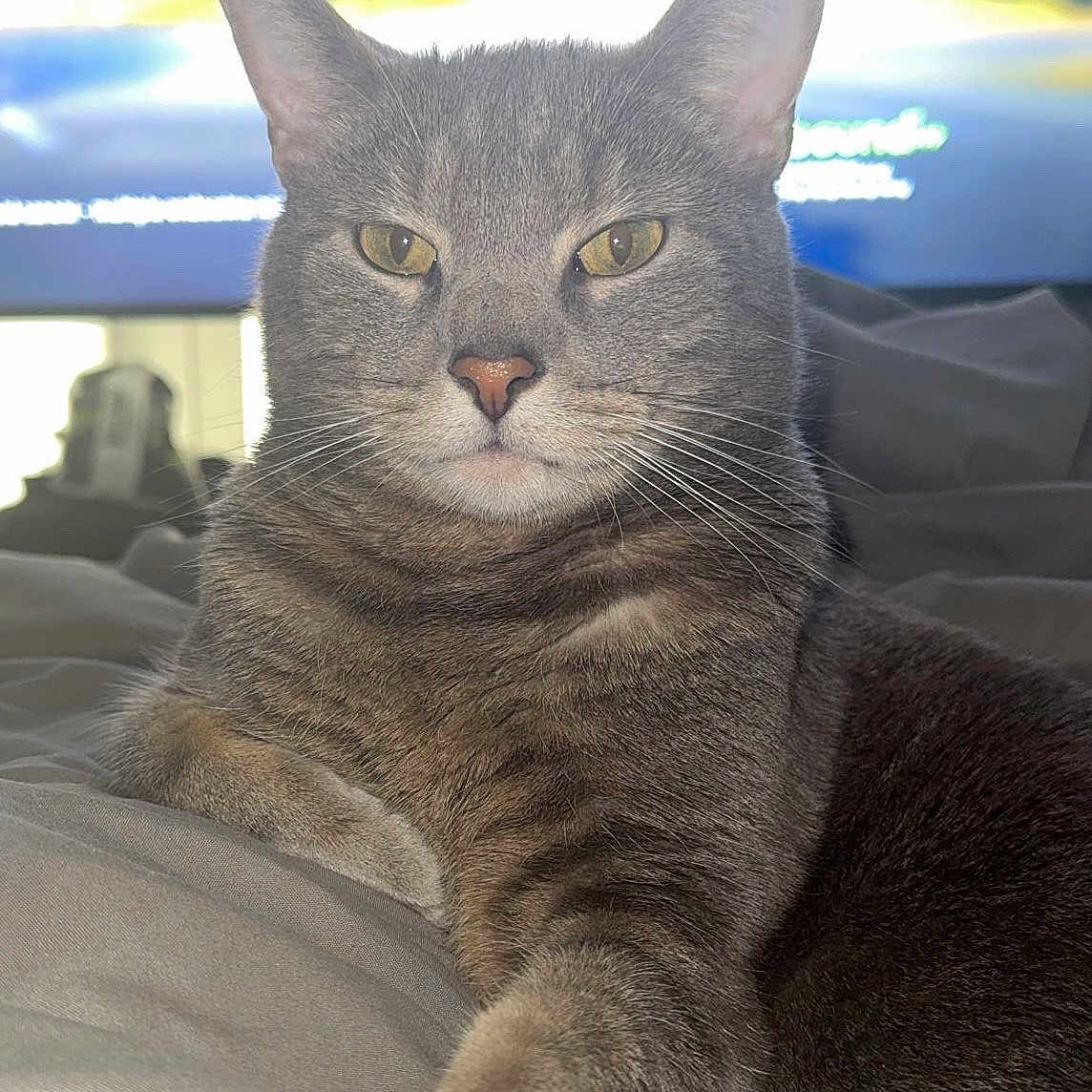 Mr Binx joined the competition — help win amazing prizes! cat, tabby, gray_cat, pet, feline, whiskers, paw, relaxed, indoor, blanket, bed, fur, closeup, portrait, animal, cute, domestic_cat, laying, resting, yellow_eyes