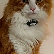 Honey Bun joined the competition — help win amazing prizes! cat, orange_cat, white_fur, fluffy, pet, animal, indoor, portrait, feline, whiskers, ears, sitting, closeup, collar, fur, cute, domestic_cat, mammal, face, eyes