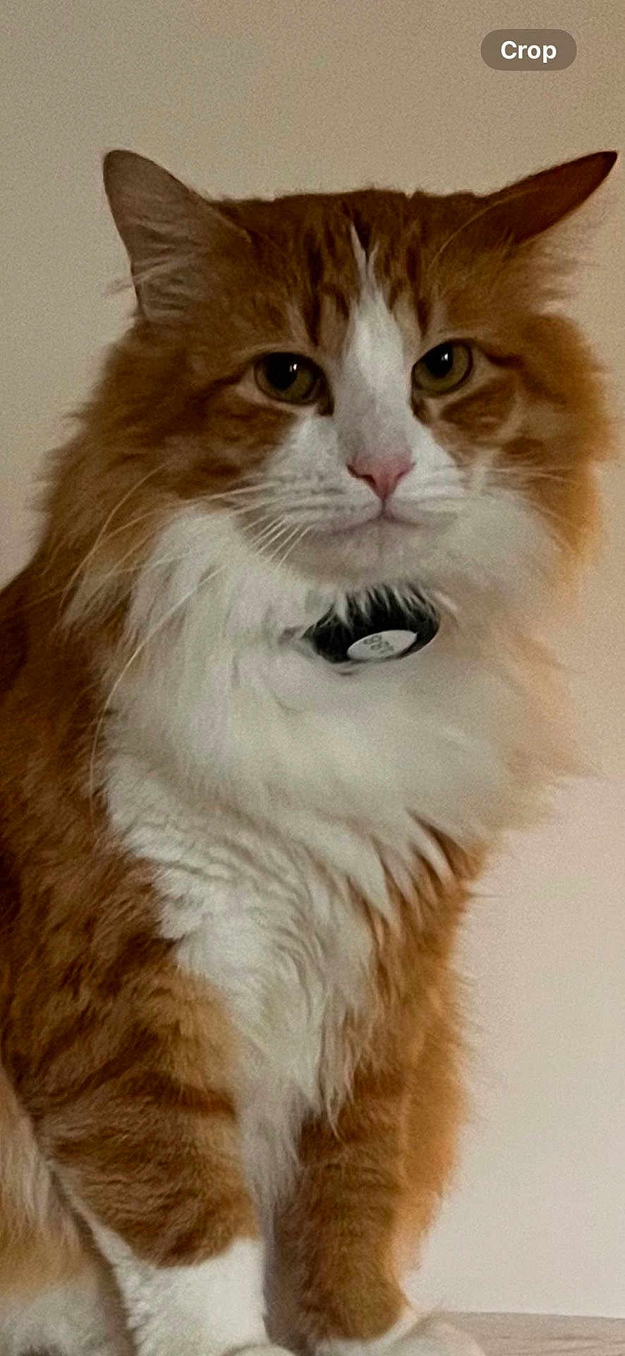 Honey Bun joined the competition — help win amazing prizes! cat, orange_cat, white_fur, fluffy, pet, animal, indoor, portrait, feline, whiskers, ears, sitting, closeup, collar, fur, cute, domestic_cat, mammal, face, eyes