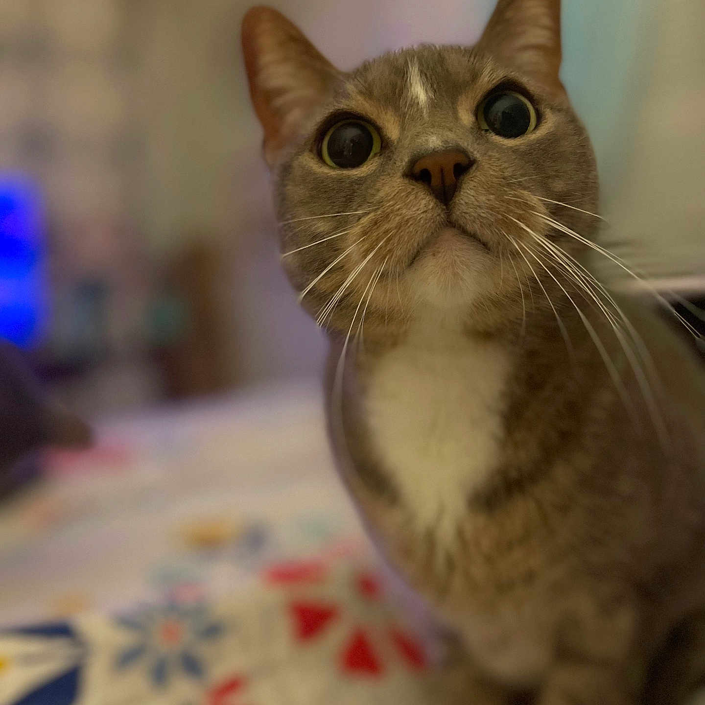 Bizkit is registered to the contest to win money with this photo: cat, animal, pet, whiskers, close_up, indoor, curious, wide_eyes, feline, fur, cute, mammal, domestic_animal, bed, blanket, pattern, soft_focus, portrait, looking, sitting