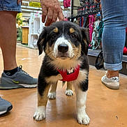 Alba participe au concours pour gagner de l'argent avec cette photo : puppy, dog, pet_store, red_harness, floor, person, hand, shoe, jeans, sneaker, canine, animal, indoor, cute, young_dog, black_and_white, brown, standing, looking, mammal