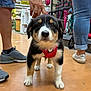 puppy, dog, pet_store, red_harness, floor, person, hand, shoe, jeans, sneaker, canine, animal, indoor, cute, young_dog, black_and_white, brown, standing, looking, mammal
