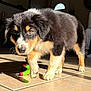 Alba a rejoint le concours — aidez-le/la à gagner de superbes lots ! puppy, dog, tricolor, indoor, tile_floor, toy, green_toy, sunlight, shadow, cute, fur, pet, animal, young_dog, playful, paw, ears, nose, eyes, floor
